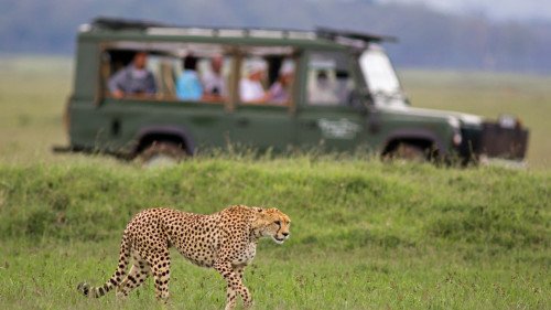 SAFARI EN TANZANIA